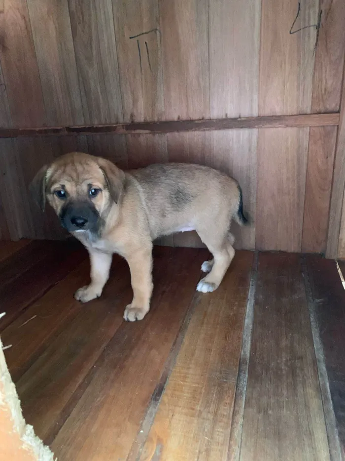 Cachorro ra a SRD-ViraLata idade Abaixo de 2 meses nome Filhote