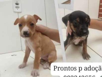 Cachorro raça SRD-ViraLata idade 2 a 6 meses nome Filhotinhos 