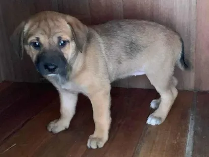 Cachorro raça SRD-ViraLata idade Abaixo de 2 meses nome Filhote