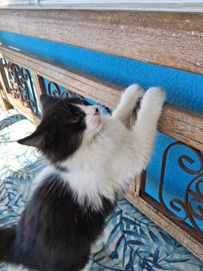Gato ra a SRD-ViraLata idade 2 a 6 meses nome Docinho 