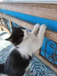 Docinho