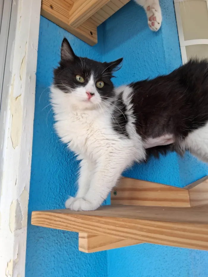 Gato ra a SRD-ViraLata idade 2 a 6 meses nome Docinho 
