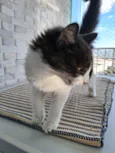 Docinho