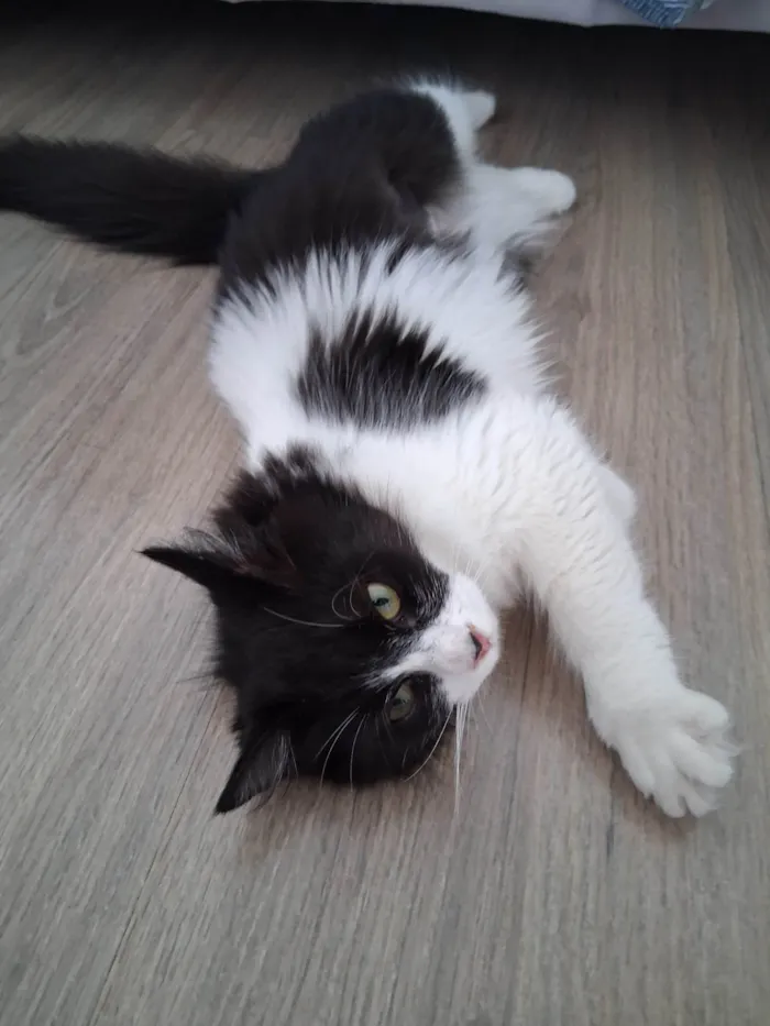Gato ra a SRD-ViraLata idade 2 a 6 meses nome Docinho 