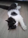 Docinho