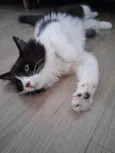 Docinho