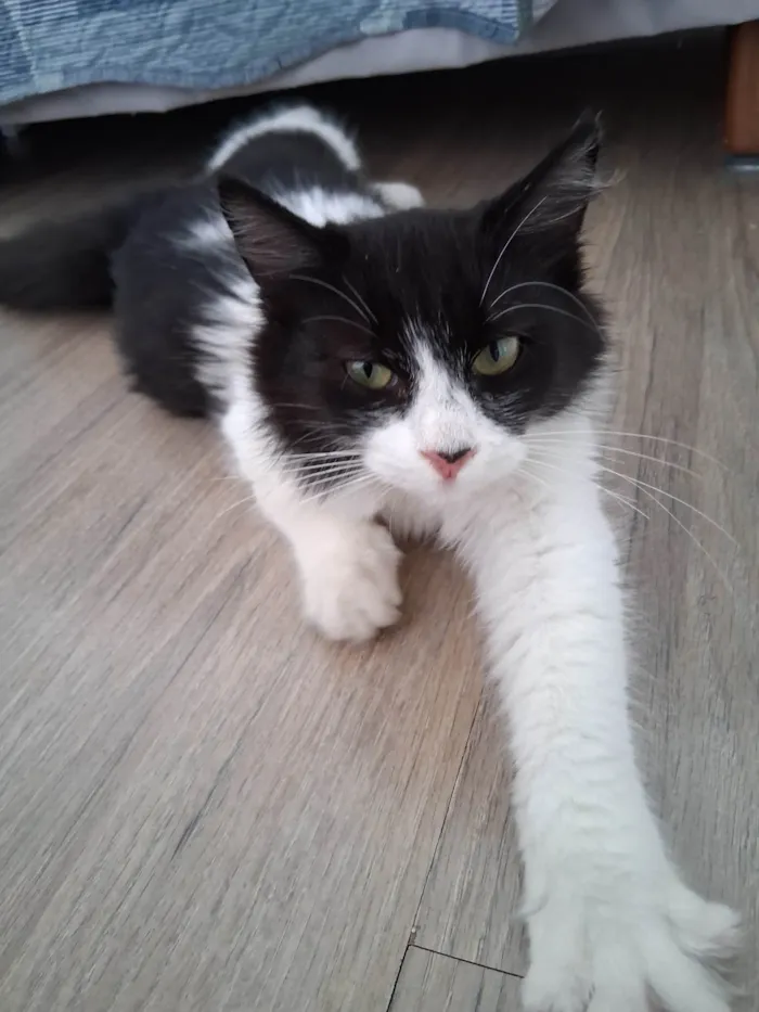 Gato ra a SRD-ViraLata idade 2 a 6 meses nome Docinho 