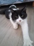 Docinho
