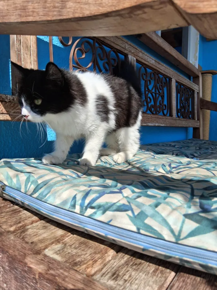 Gato ra a SRD-ViraLata idade 2 a 6 meses nome Docinho 