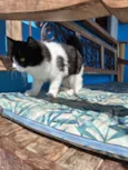 Docinho