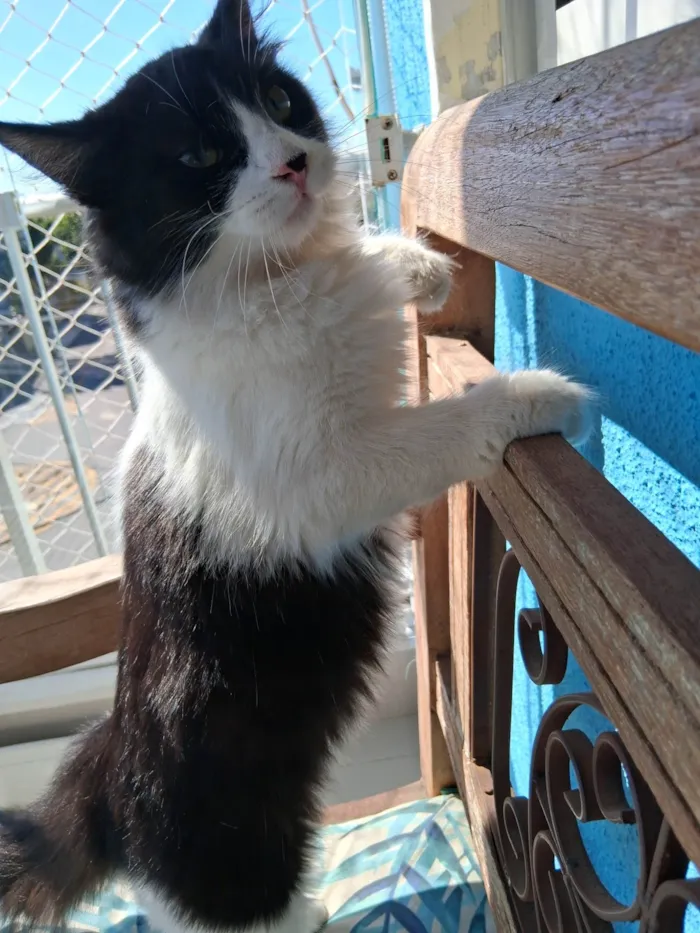 Gato ra a SRD-ViraLata idade 2 a 6 meses nome Docinho 