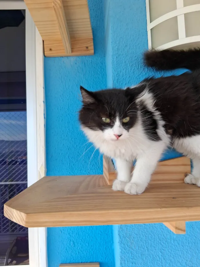 Gato ra a SRD-ViraLata idade 2 a 6 meses nome Docinho 