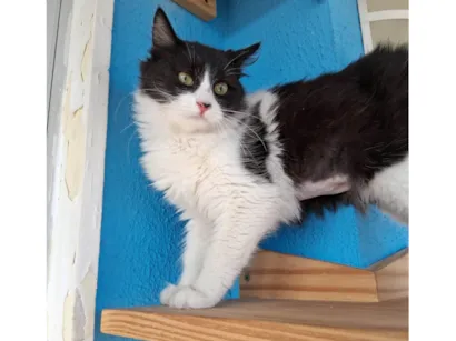 Gato raça SRD-ViraLata idade 2 a 6 meses nome Docinho 