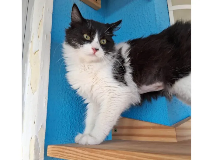 Gato ra a SRD-ViraLata idade 2 a 6 meses nome Docinho 