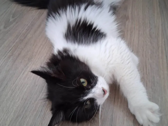 Gato ra a SRD-ViraLata idade 2 a 6 meses nome Docinho 
