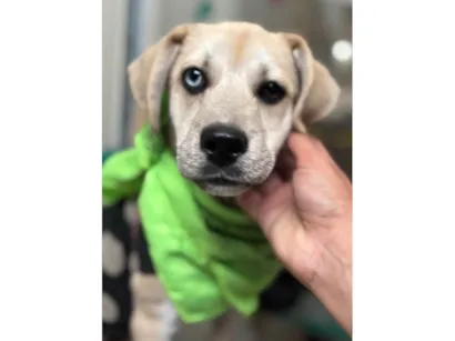 Cachorro raça SRD-ViraLata idade 2 a 6 meses nome Pirata