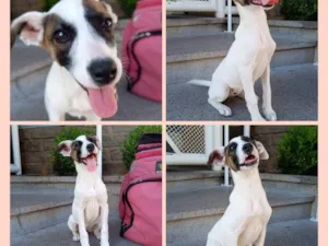 Cachorro raça SRD-ViraLata idade 2 a 6 meses nome Boneka