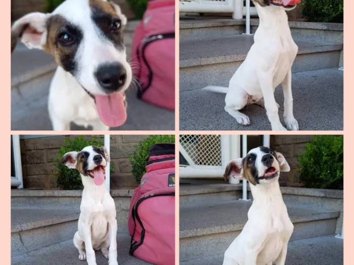 Cachorro ra a SRD-ViraLata idade 2 a 6 meses nome Boneka