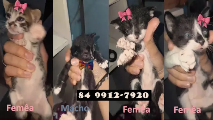 Gato ra a SRD-ViraLata idade Abaixo de 2 meses nome Filhotes para adoção (sem nomes)