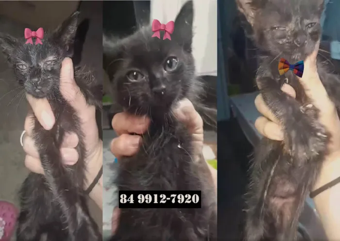 Gato ra a SRD-ViraLata idade 2 a 6 meses nome Filhotes para adoção urgente (sem nomes)