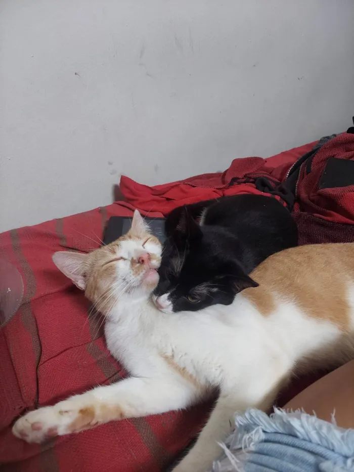 Gato ra a SRD-ViraLata idade 7 a 11 meses nome Salém