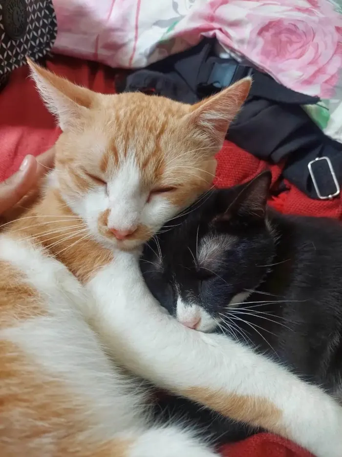 Gato ra a SRD-ViraLata idade 7 a 11 meses nome Salém