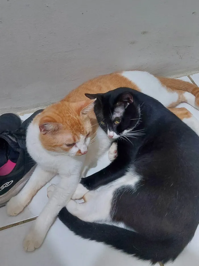 Gato ra a SRD-ViraLata idade 7 a 11 meses nome Salém