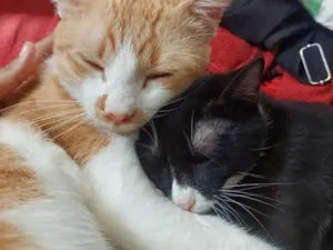Gato raça SRD-ViraLata idade 7 a 11 meses nome Salém
