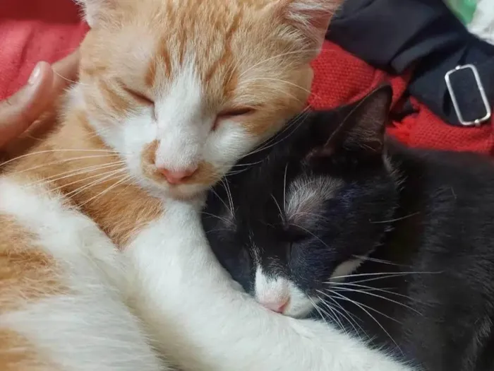 Gato ra a SRD-ViraLata idade 7 a 11 meses nome Salém