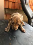 Titi