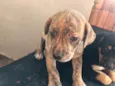 Titi