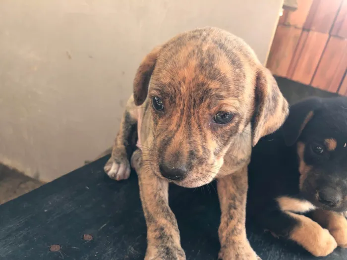 Gato ra a SRD-ViraLata idade 2 a 6 meses nome Titi