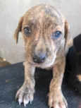 Titi