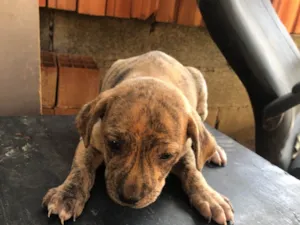 Gato raça SRD-ViraLata idade 2 a 6 meses nome Titi