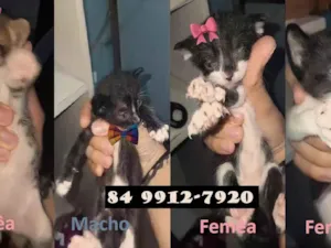 Gato raça SRD-ViraLata idade Abaixo de 2 meses nome Filhotes para adoção (sem nomes)