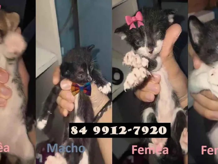 Gato ra a SRD-ViraLata idade Abaixo de 2 meses nome Filhotes para adoção (sem nomes)