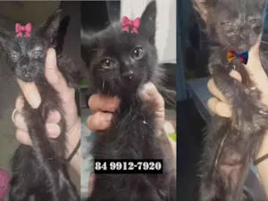 Gato raça SRD-ViraLata idade 2 a 6 meses nome Filhotes para adoção urgente (sem nomes)