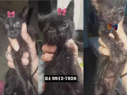 Gato raça SRD-ViraLata idade 2 a 6 meses nome Filhotes para adoção urgente (sem nomes)