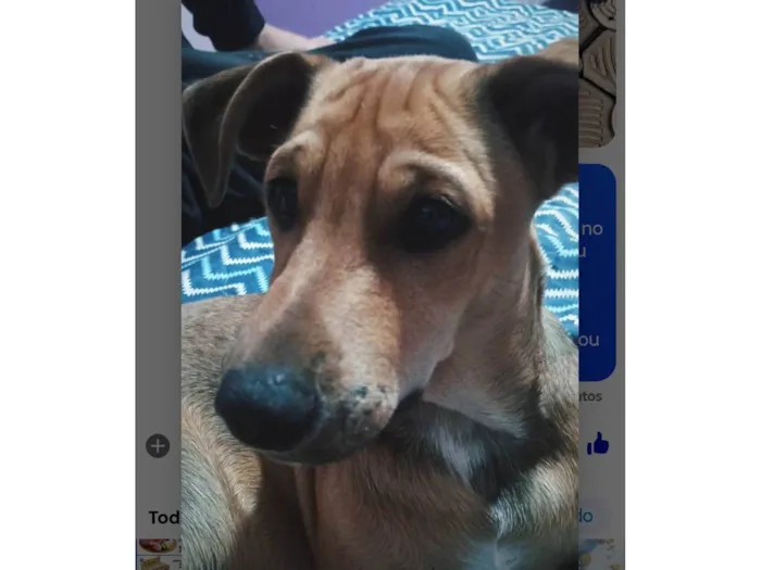 Cachorro ra a SRD-ViraLata idade 7 a 11 meses nome Bob