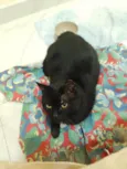 Ursinho (Pitinho)