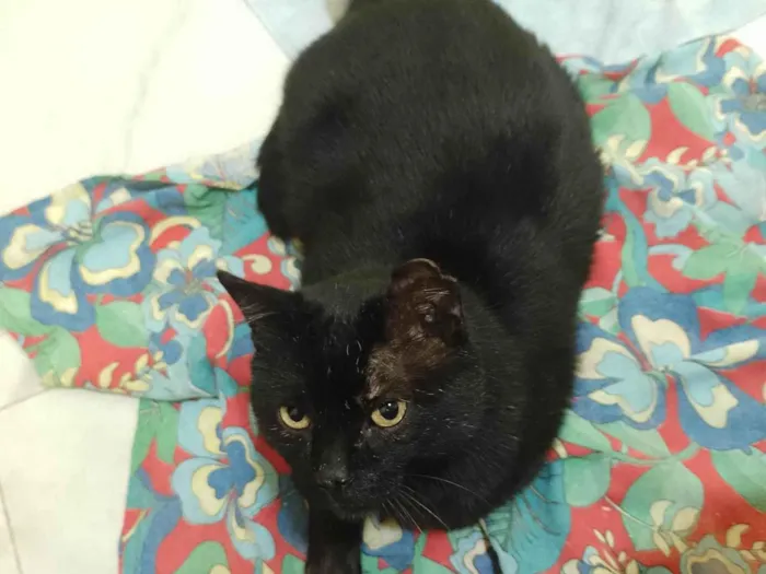 Gato ra a SRD-ViraLata idade 5 anos nome Ursinho (Pitinho)