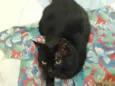 Ursinho (Pitinho)