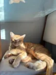 Loki