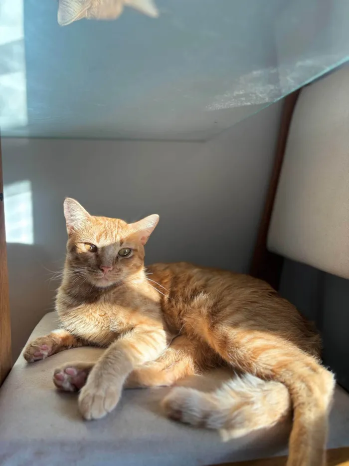 Gato ra a SRD-ViraLata idade 3 anos nome Loki