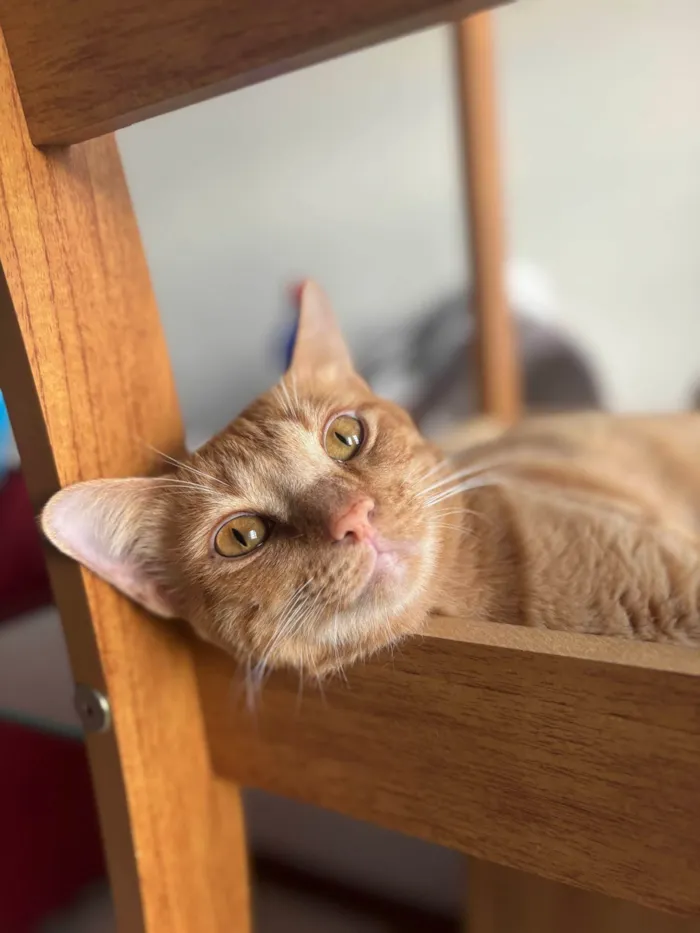 Gato ra a SRD-ViraLata idade 3 anos nome Loki