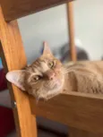 Loki