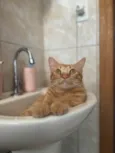 Loki