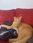 Loki
