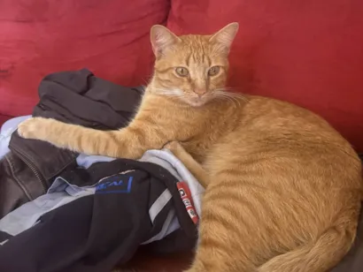 Gato raça SRD-ViraLata idade 3 anos nome Loki