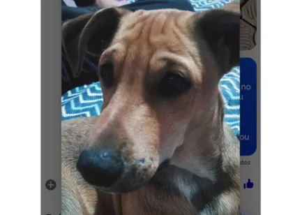 Cachorro raça SRD-ViraLata idade 7 a 11 meses nome Bob
